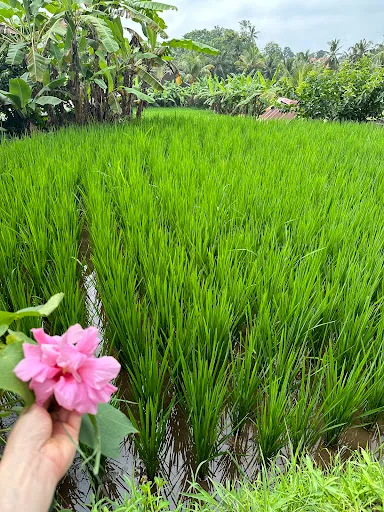 Ubud Botany Interactive 4