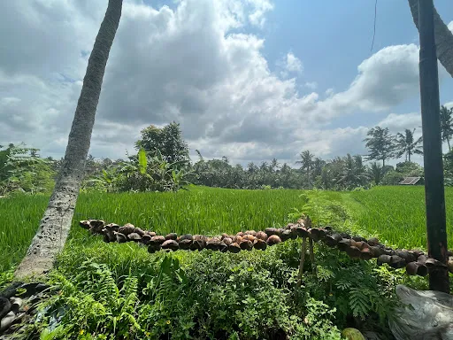 Kajeng Rice Field