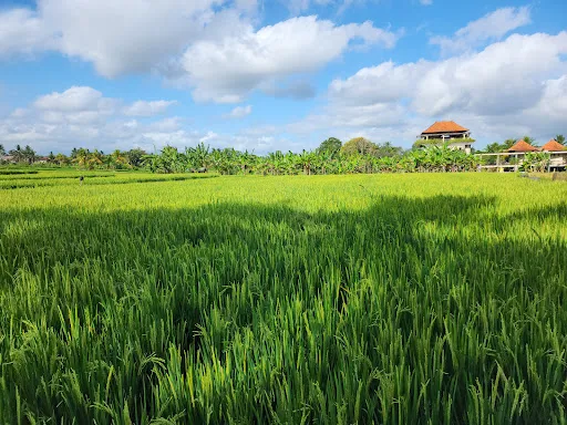Kajeng Rice Field 2
