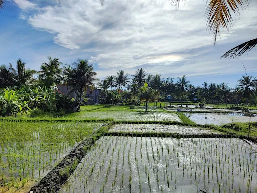 Kajeng Rice Field 3