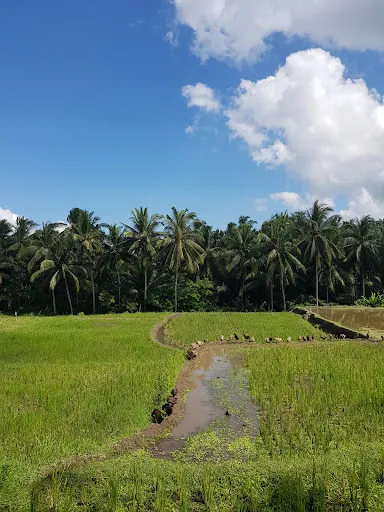 Kajeng Rice Field 4