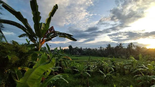 Uma Kutuh 2 3