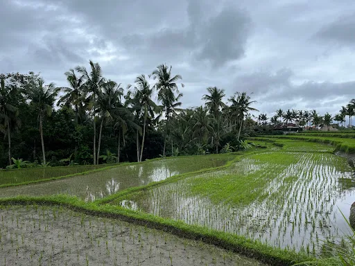 Warung Tepi Sari 4
