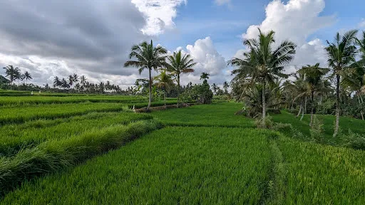 Manyi Village Ubud 3