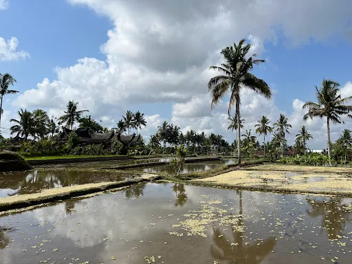 Manyi Village Ubud 4