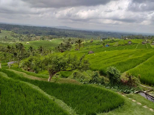 Private Driver & Tour Guide Ubud 3