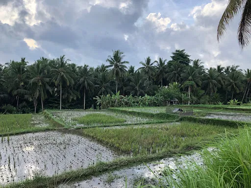 Sweet Orange Walk Trail 2