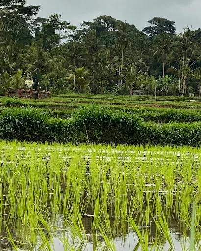 Bali Go Bike 2