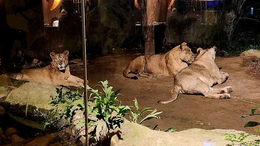 Bali Night Safari Package 1