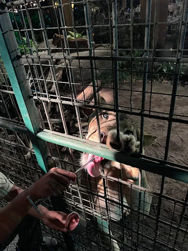 Bali Night Safari Package 2