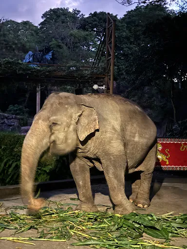 Bali Night Safari Package 3