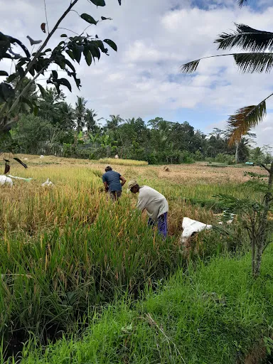 Bali Emerald Cycling Tour 2