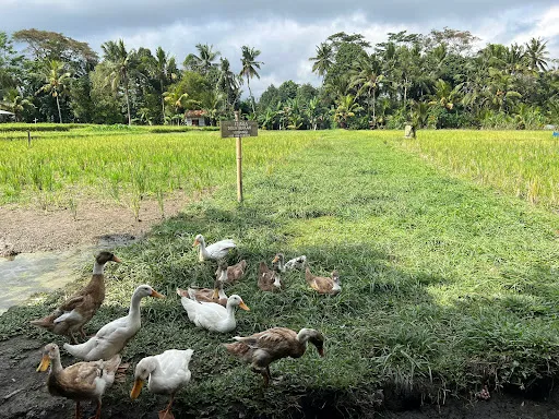 Bali Bintang Rafting 3