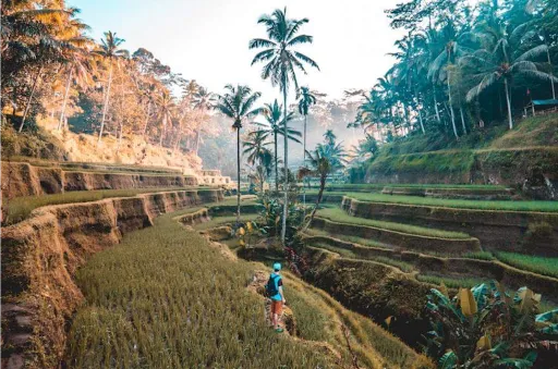 Ubud Explorer Tour
