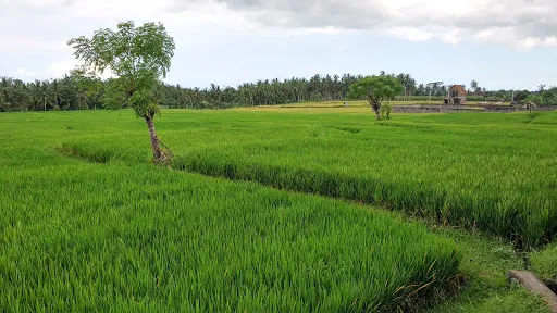 Ubud Canti Accommodation 4