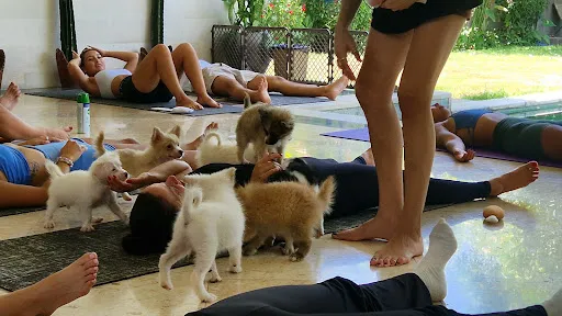 Puppy Yoga Bali 2