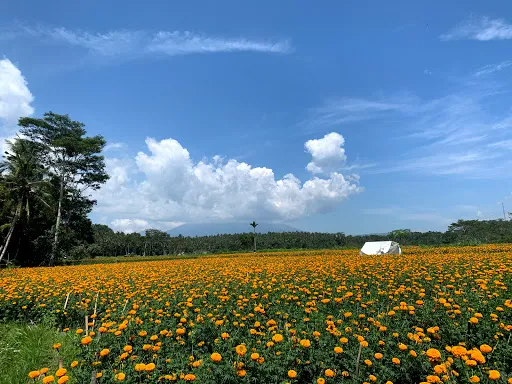 Bali Eco Cycling