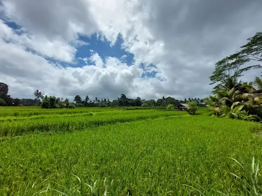 Bali Eco Cycling 3