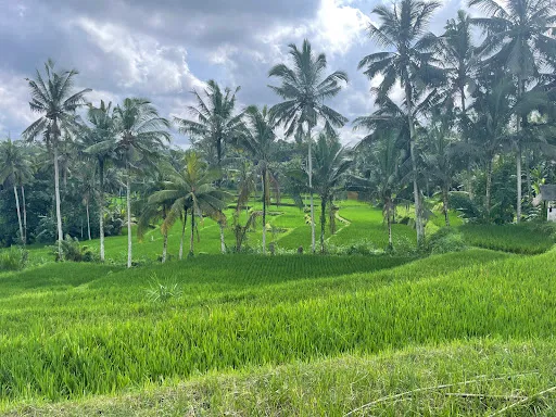 Rosala Bali Cycling Tour | Ubud Bike Bali 3
