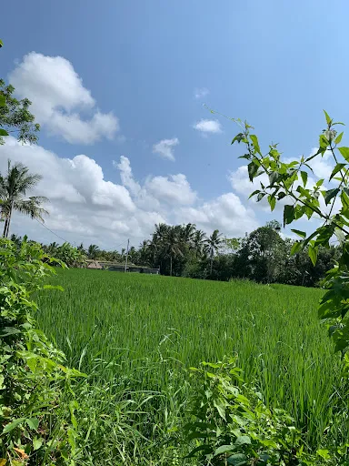 Satya Bali Tours 3