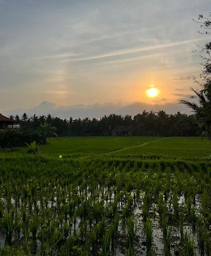 Subak Juwuk Manis Rice fields walk 1
