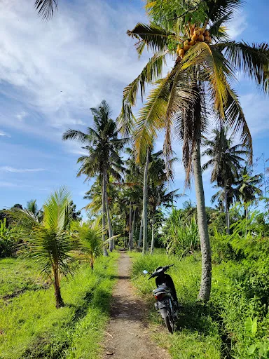 Subak Juwuk Manis Rice fields walk 2