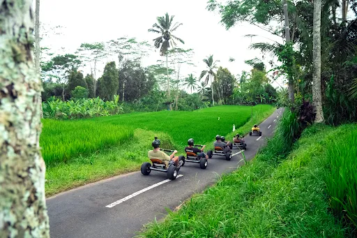 Jungle Cart Office 3