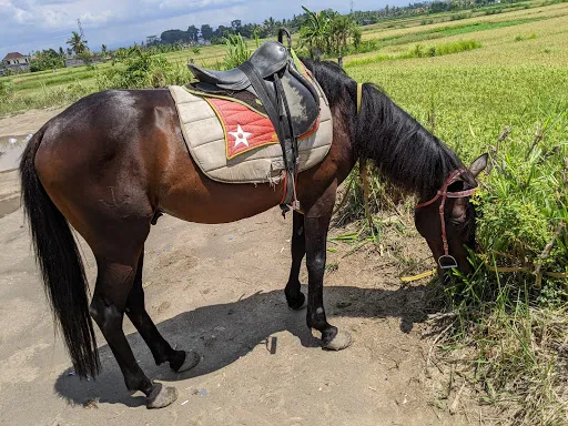 Outback Ubud Adventure 3