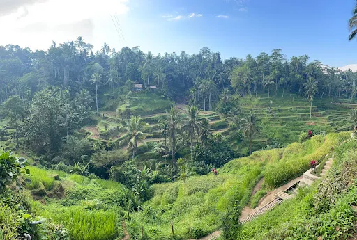 Ubud Bali Day Tour 2