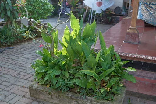 Wirya House - Homestay 4