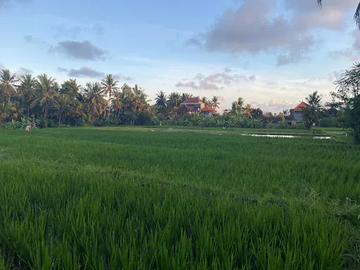 Ubud Shanti Rice Field House 4