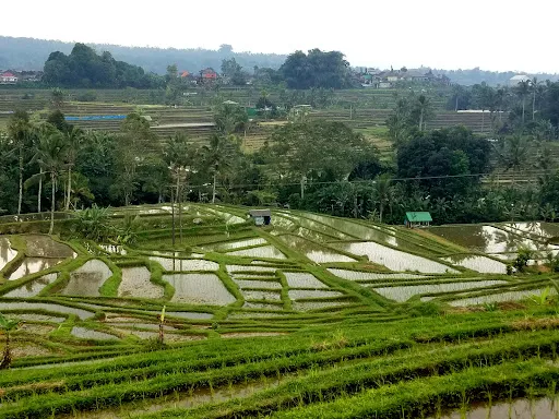 MEDY UBUD TAXI & TOUR 1