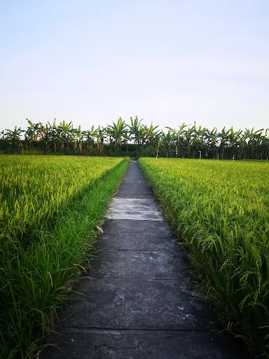 Wisata Edukasi Subak Teba Majalangu 1