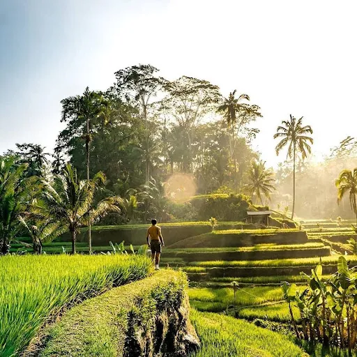 Bali Tour Package | BALI NATURE HOLIDAY 4