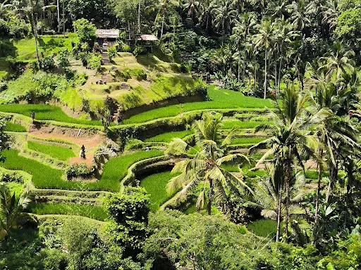 Swasti Bali Tour 4