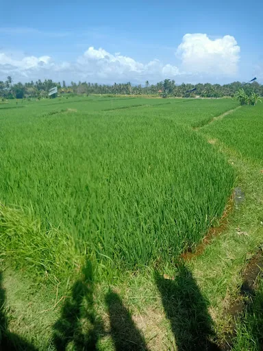 Ubud Suites Batuan 3