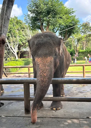 Breakfast with orangUtan & Elephant Ride 2