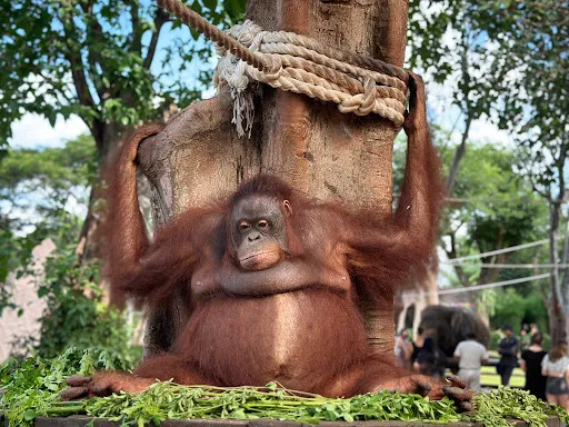 Breakfast with orangUtan & Elephant Ride 4