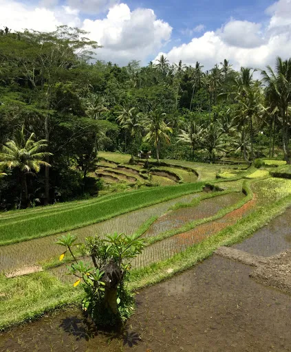 Bali Visit Adventure Tours 4