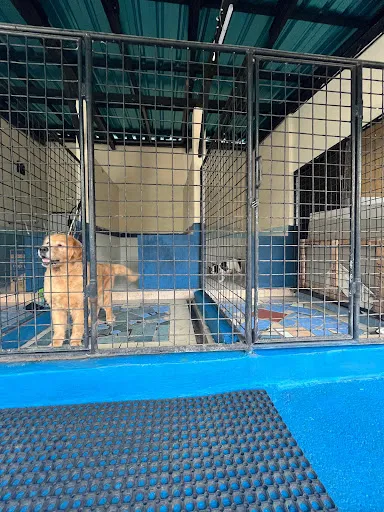 Bali Veterinary Clinic Sanur - BVC Sanur 2