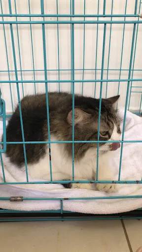 Bali Veterinary Clinic Sanur - BVC Sanur 3