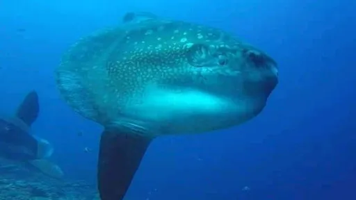 Scuba Diving and Snorkeling Bali | BALI BREIZH DIVERS | Plongée a Bali PADI 5 STAR IDC 1