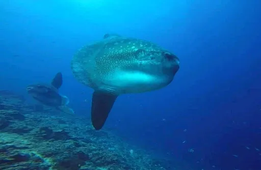 Scuba Diving and Snorkeling Bali | BALI BREIZH DIVERS | Plongée a Bali PADI 5 STAR IDC 2