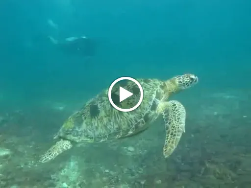 Scuba Diving and Snorkeling Bali | BALI BREIZH DIVERS | Plongée a Bali PADI 5 STAR IDC 3
