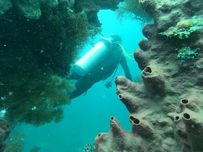 Scuba Diving and Snorkeling Bali | BALI BREIZH DIVERS | Plongée a Bali PADI 5 STAR IDC 4