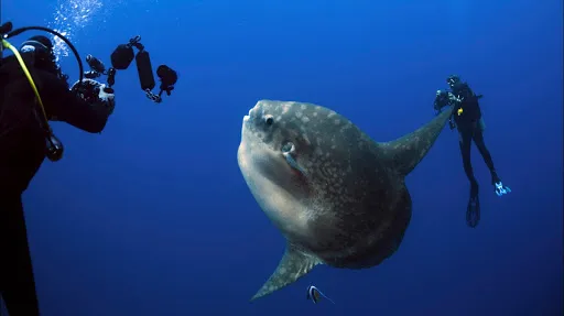 Dune Atlantis Bali 1