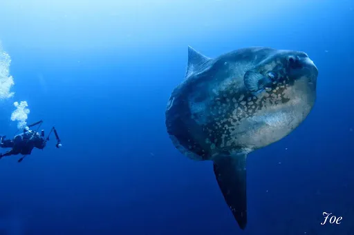 Dune Atlantis Bali 4