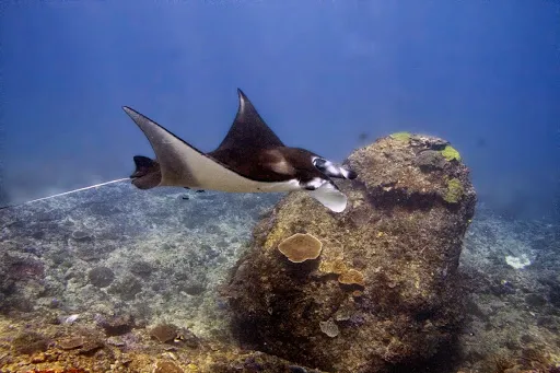 Joe's Gone Diving Bali 2