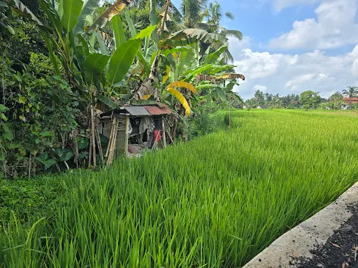 Ubud Village Cycling 1