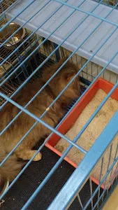 Bali Pet Shop Renon 4